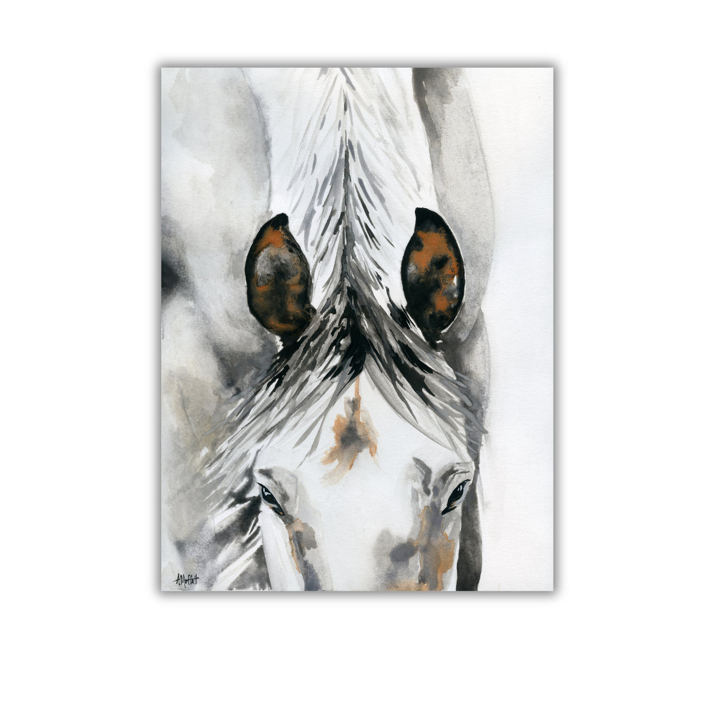 White Horse Ears – Giclée Canvas Print of Original Watercolor Equestrian Art