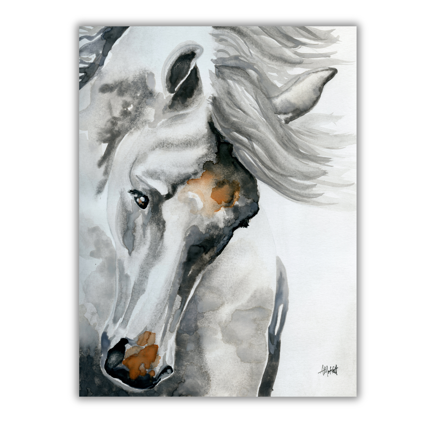 White Horse Tossing His Head – Giclée Canvas Print of Original Watercolor Horse Art
